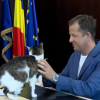 Hubert Thuma, șeful CJ Ilfov, despre proiectul de eutanasiere a pisicilor fără stăpân: Soluția nu e uciderea în masă