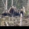 Imagini rare cu o familie de urși din Suceava. Cum reacţionează o ursoaică cu trei pui când vede un pădurar