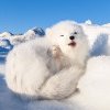 Imagini superbe cu o vulpiță polară care a tras un pui de somn la soare