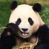 Mii de sud-coreenii au stat la coadă pentru a-și lua adio de la un urs panda uriaș care se va întoarce în China 