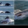 O singură orcă a ucis un rechin alb în doar 2 minute. Comportamentul balenei ucigașe îi uimește pe cercetători