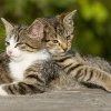 Pisicile nesupravegheate ar putea fi considerate „animale fără stăpân”. Vor fi capturate, duse în adăposturi și, după caz, eutanasiate