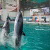 Primul pui de delfin născut viu în captivitate în România a venit pe lume la Delfinariul din Constanța