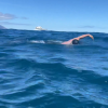 Românul Paul Georgescu a traversat strâmtoarea Cook din Noua Zeelandă, înotând o distanță de 29 de kilometri în 9 ore