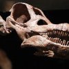 Un bărbat din Franța a găsit un schelet de titanozaur aproape intact, dar descoperirea a fost ținută secret timp de doi ani