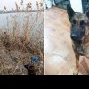 Un câine ciobănesc belgian Malinois a fost salvat de ASPA din Lacul Pantelimon. Are microcip și i se caută stăpânii