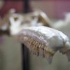 Un craniu vechi de 16 milioane de ani a fost descoperit în Peru. Aparține unui delfin uriaș, care s-ar fi „mutat” din ocean în râu