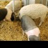 Sprijin pentru crescătorii de porci de reproducție din rasele Bazna și Mangalița / Suma alocată – 2000 lei/scroafă/an