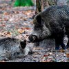 Alertă în nordul țării: Două focare de pestă porcină la mistreți, depistate în Pădurea Domnească și Ocolul Silvic Fălești