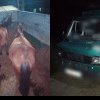 Doi cai, furați de pe un imaș din Nisporeni: Ce le-a spus „hoțul” polițiștilor