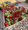 (foto) Atmosferă de primăvară la Orhei: Echipa lui Ilan Șor a plantat în oraș mii de flori multicolore