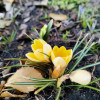 (foto) Ghioceii, brândușele, lalelele pestrițe și alte flori de primăvară, pe cale de dispariție: Ministerul Mediului trage un semnal de alarmă
