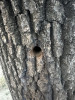 (foto) „Vânătoarea” de arbori în Chișinău: Alți copaci, găuriți intenționat pentru a-i usca. Ce spune Ministerul Mediului