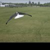 (video) China dezvoltă un tip de aeronavă care imită zborul păsărilor: „Micul Şoim” poate plia aripile și da din ele
