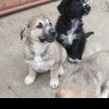 Primăria Sebeș asigură și în 2024 sterilizarea gratuită a câinilor cu stăpân, ce aparțin rasei comune și a metișilor