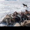 Aproape 5 milioane de animale au murit în cea mai grea iarnă din Mongolia