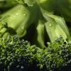 Broccoli, super-leguma anului?