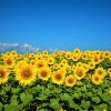 România s-a clasat anul trecut pe locul doi în UE la producţia de floarea- soarelui