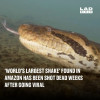 (VIDEO) „Cel mai mare șarpe din lume” găsit în Amazon a fost împușcat
