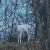 O apariţie rară în fauna României. O căprioară albă a fost surprinsă de jandarmii montani