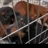 Măsuri de protecție luate de Poliția Animalelor pentru 61 de câini, aflați într-o locuință din orașul Teiuș