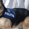 IPJ Maramureş caută iubitori de animale pentru un post vacant de agent de poliție – conductor câini