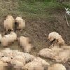 Peste 100 de oi și miei, uciși de câini vagabonzi, într-o localitate din Timiș