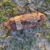 Botoşani: Un proiectil a fost descoperit în curtea unui bărbat din Baranca