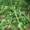 ​Culturile agricole din Botoșani și Suceava vor fi protejate antigrindină