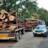Argeș. Cât lemn s-a furat în 2023! Raportul Poliției
