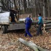Continuă jaful în pădurile Argeșului! 100 mc de lemn, confiscați la ultimele controale