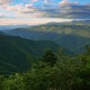 Guvernul a adoptat proiectul de lege pentru noul Cod Silvic/ WWF-România: „Zi neagră pentru păduri adusă de noul Cod Silvic”