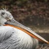 VIDEO Pelicanii creți de pe Insula Ceaplace s-au pus la clocit cu aproape o lună înainte de termen/ România adăpostește în jur de 10% din populația mondială de pelicani creți