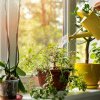 Sănătate: Care sunt cele mai bune plante care purifică aerul în casă