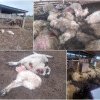Câinii vagabonzi fac ravagii în Giroc. Peste o sută de oi, ucise în ultimele zile, susţine viceprimarul Dan Vîrtosu