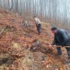 35 de hectare de pădure din Bistrița-Năsăud vor fi regenerate în această primăvară. Ce specii de copaci vor fi plantate: