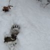 Biologul Claudiu Iușan: Au început să iasă urșii din bârlog, unde s-au retras pentru „somnul de iarnă”