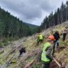 4,5 milioane de puieți de arbori vor fi plantați de Direcția Silvică Suceava în campania ...