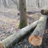A tăiat ilegal aproape 500 de arbori după ce i-a păcălit pe silvicultori