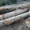 Amenzi și lemn confiscat valoric de la două societăți care au distribuit fictiv lemne ...