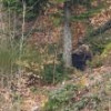 APM Suceava demarează acțiunea de estimare și monitorizare a efectivelor de urs, lup și ...