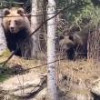 O ursoaică cu trei pui, filmată când se întâlnește față-n față cu pădurarul, la ...