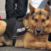 Poliția Suceava caută conductori pentru câini din viitoarele patrule canine