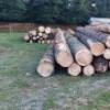 Polițiștii suceveni au confiscat în 2023 cea mai mare cantitate de lemne fără acte din ...
