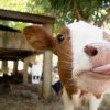 A fost găsită vaca care poate revoluționa tratamentul pentru diabet: Produce insulină umană în lapte