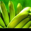 Bananele, cele mai exportate fructe din lume, dar cu ce preț? Avertismentul experților