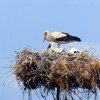 Berzele au revenit în ţară: Primele păsări au fost văzute în mai multe localităţi din Covasna