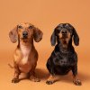 Câinii din rasa Teckel, amenințați cu extincția; Germania propune interzicerea reproducerii