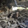 Căţelușă cu 9 pui, găsită sub o maşină abandonată din Sectorul 3. Animalele, preluate de ASPA - FOTO