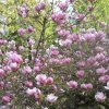 Cum și când se taie fiecare soi de magnolie: greșeala pe care o comit mulți oameni